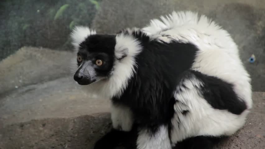 A cute black and white monkey