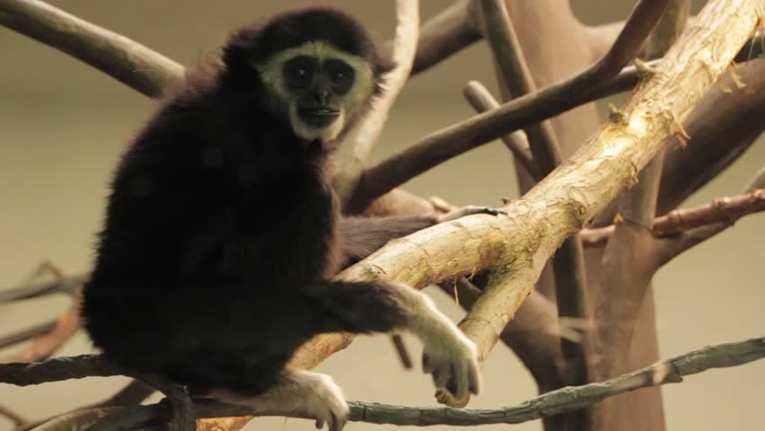 A caged monkey at the zoo