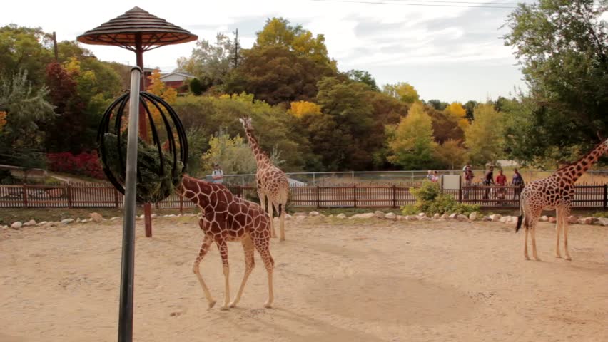 People watch the giraffes at the zoo