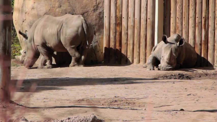 African Rhino's at the zoo