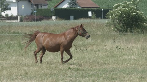 A Horse running
