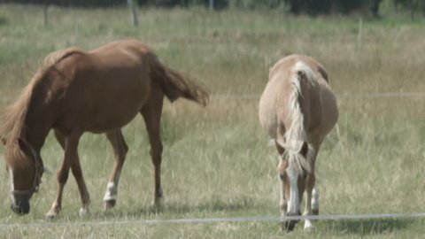 Two Horses on a Paddock
