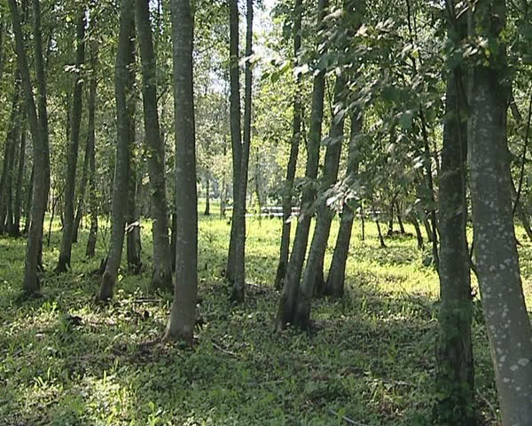 Sun-lit trees and path carved with wooden planks in the park. 