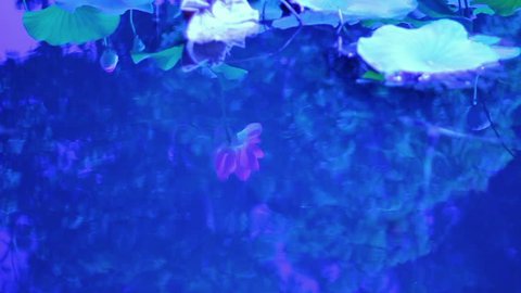 Lotus Flower Reflections on Water 02 Slow Motion 60fps Stock Video