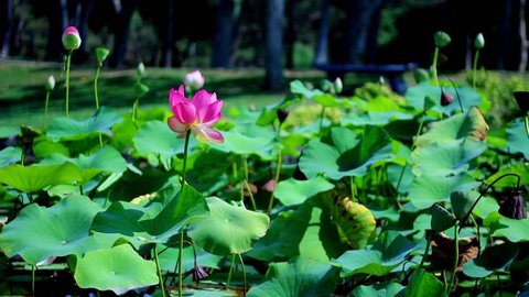 Lotus Flower 01 Pink Stock Video
