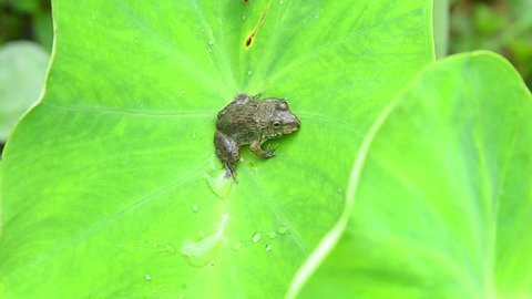 Frog  on leaves Bon leaf in a nature.