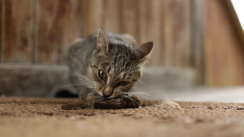 Cat predator caught a bird and eats his prey. Royalty-Free Stock Footage #18768431