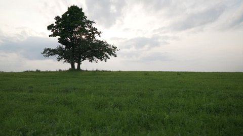 oak and maple grow together on green field in sunset light walking side tracking shot with stabilizer