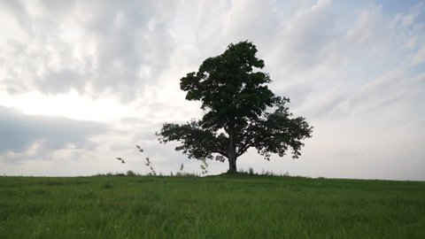oak and maple grow together on green field in sunset light walking side tracking shot with stabilizer