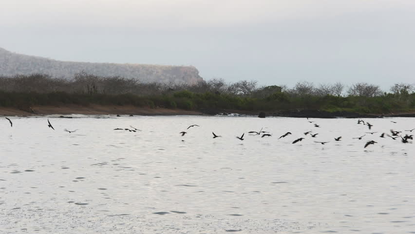 a flock of feeding storm petrels at isla floreana in the galapagos islands, ecuador