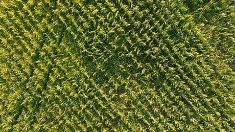 Flying over the corn field. Corn field. Aerial shot of corn field