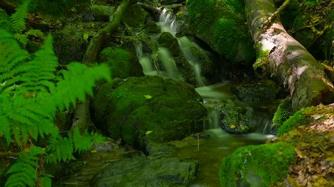 Forest Stream with mossy stones. Time Lapse 