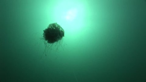 jellyfish medusa underwater video 