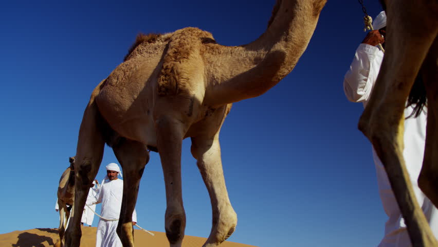 convoy camels owners travelling across saudi Stock Footage Video (100% ...