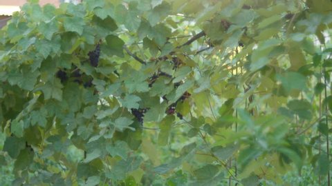 A part of grapevine canopy and ripe grapes