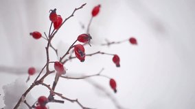 Wild rose bush with berries; snow, frost. Christmas background footage
