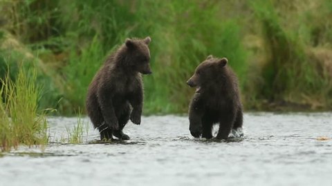 Slow motion of two Alaskan brown bear cubs play fighting in the shallows of the Brooks River in Katmai National Park, Alaska