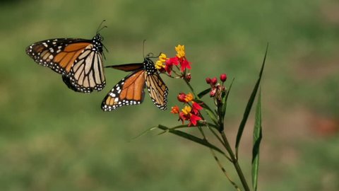 Two Monarch Butterflies Landing on Milkweed Super Slow Motion