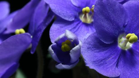 Стоковое видео: Time-lapse of an African Violet (Saintpaulia sp.) flower blooming.