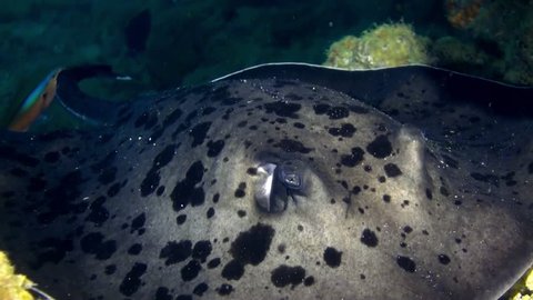 Black blotched stingray (Takeniurops myelin) swims over deep, rocky reef . Underwater landscape, canyons, walls, caves. Amazing array of marine life ready for exploration