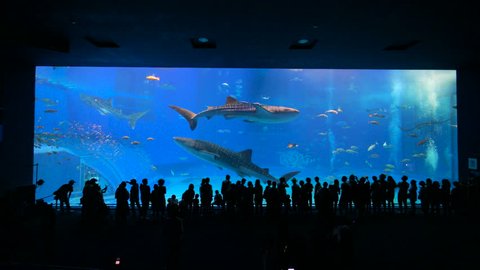 Okinawa Aquarium 4K with Beautiful Whale Sharks.
World largest aquarium tank. People can see whale sharks and manta rays swimming.
Location: Okinawa Churaumi Aquarium, Japan.


