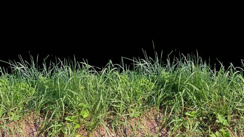 Beautiful low tiled panorama grass, real shot green plant blowing on the wind, isolated on alpha channel with black white luminance matte, perfect for film, digital composition, projection mapping