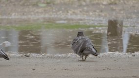 pigeon walks on the ground slow motion video