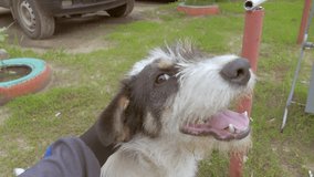 friendly dog muzzle with its tongue hanging out slow motion video