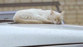 cat sleeps on the roof of the car slow motion video