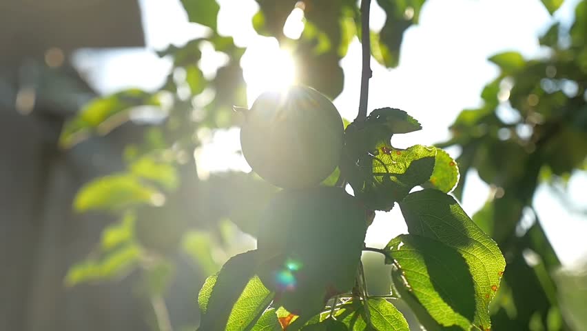 green apple tree morning sunlight garden agriculture slow motion video - Powered by Shutterstock - Get 15% off with code: PIKWIZARD15