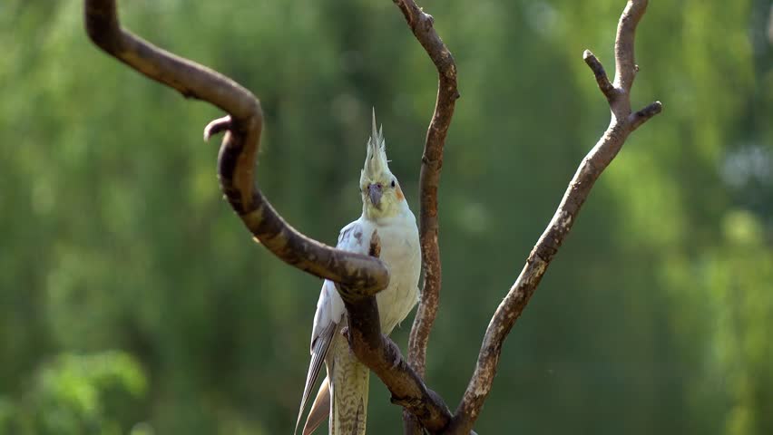The parrot on a branch in the forest