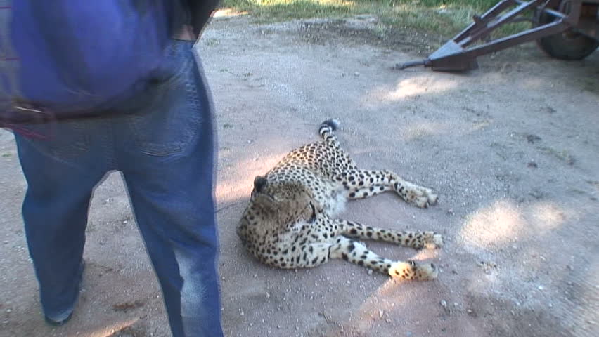 Man Petting Domesticated Cheetah