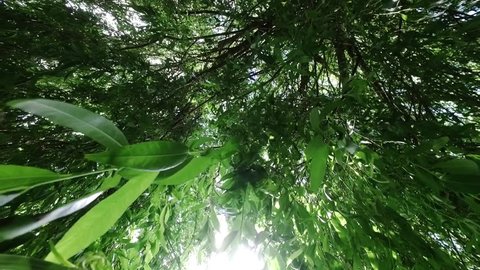 Looking upward through tree leaves in breeze of a weeping willow tree with the sun through the leaves.