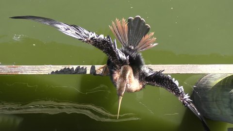 Anhinga drying up its feathers, top view