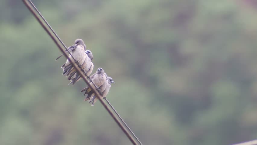 group of ashy woodswallow birds are cleaning their wings on the electrical wire