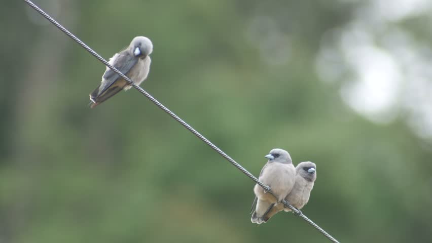 three ashy woodswallow birds are resting on the electrical wire and another one flying to join