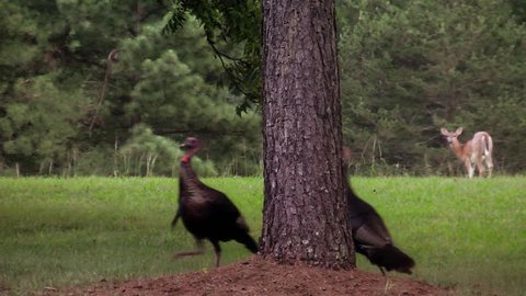 A funny video of two male wild turkeys chasing each other around a pine tree while a white tail doe and her fawn look on in the background.