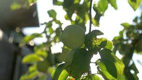 the apple green tree morning sunlight garden agriculture slow motion video