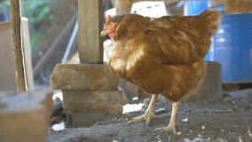 chicken redhead farm the bird in yard of pet slow motion video