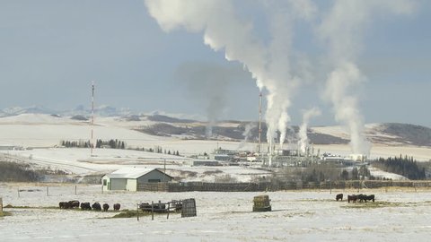 Gas processing plant and cattle on a cold winter day in Alberta, Canada