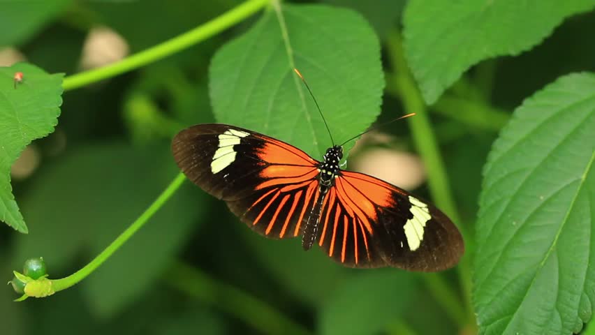 Postman butterfly (heliconius melpomene). HD macro shot, camera lock down.