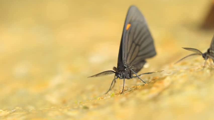 Low angle closeup video of black butterflies feeding on the ground. HD, camera