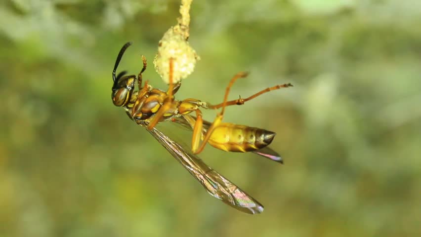 wasp cleaning shes body, super macro HD video, aprox 2:1 lifesize, camera lock