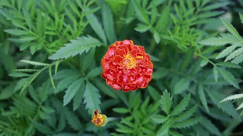 Marigold flower close up. Nature background
