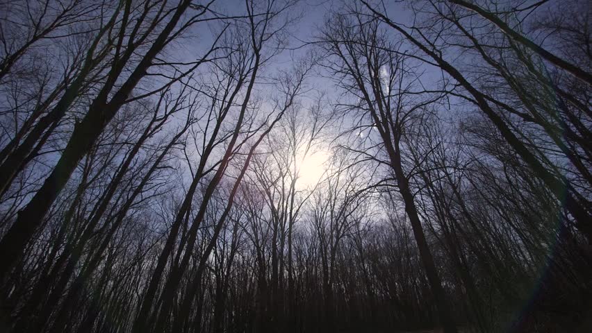 Tall winter trees set against a setting sun in Minneapolis, MN.