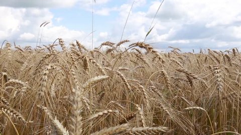 Corn field/ Wheat and blue sky