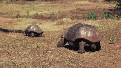 a large male giant tortoise pursues a female on isla santa cruz in the galapagos islands