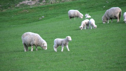 Lambs share a pasture with adult sheep.