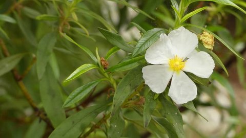 Cistus ladanifer is a species of flowering plant in family Cistaceae. Common names include gum rockrose, laudanum, labdanum, common gum cistus, and brown-eyed rockrose.