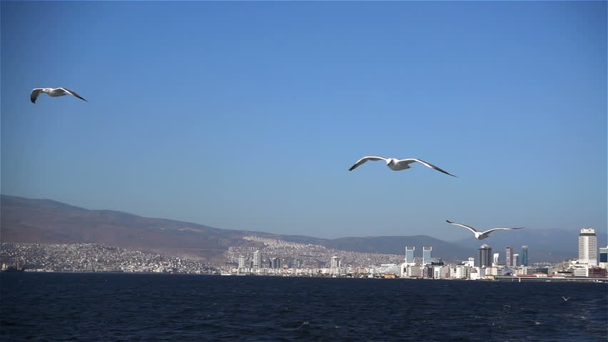 Seagulls flying over the sea.Slow motion.
